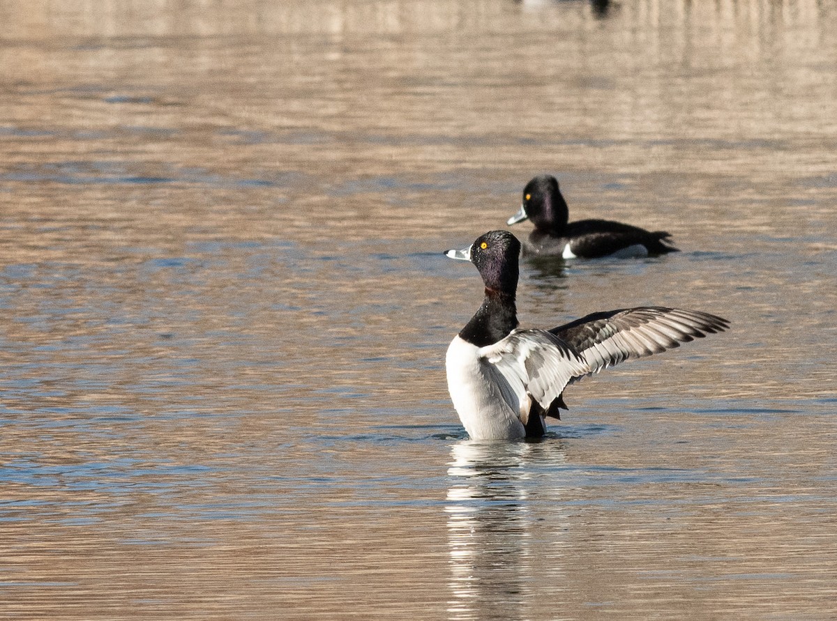 Ring-necked Duck - Ethan Cleveland