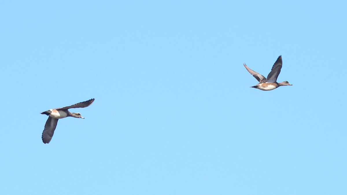 American Wigeon - ML615046390