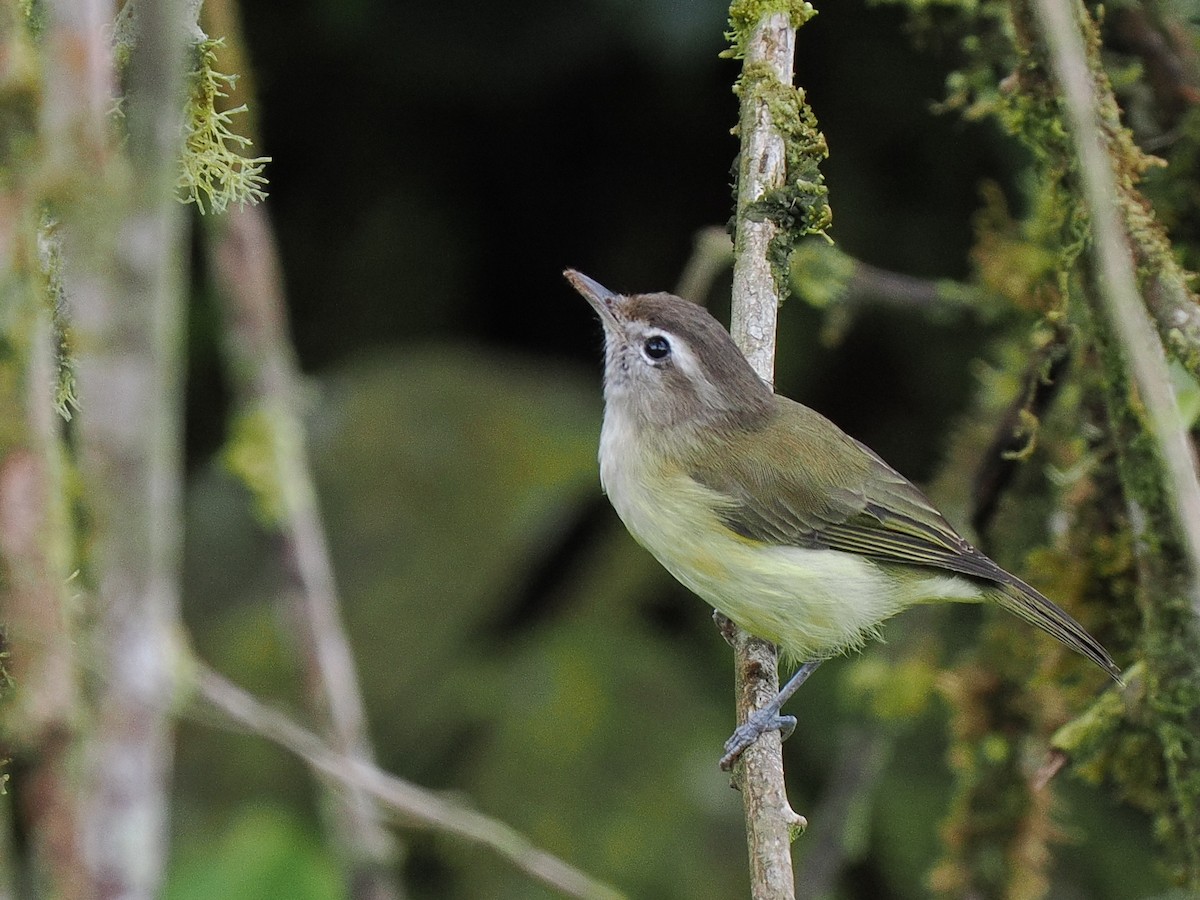 Brown-capped Vireo - ML615046429