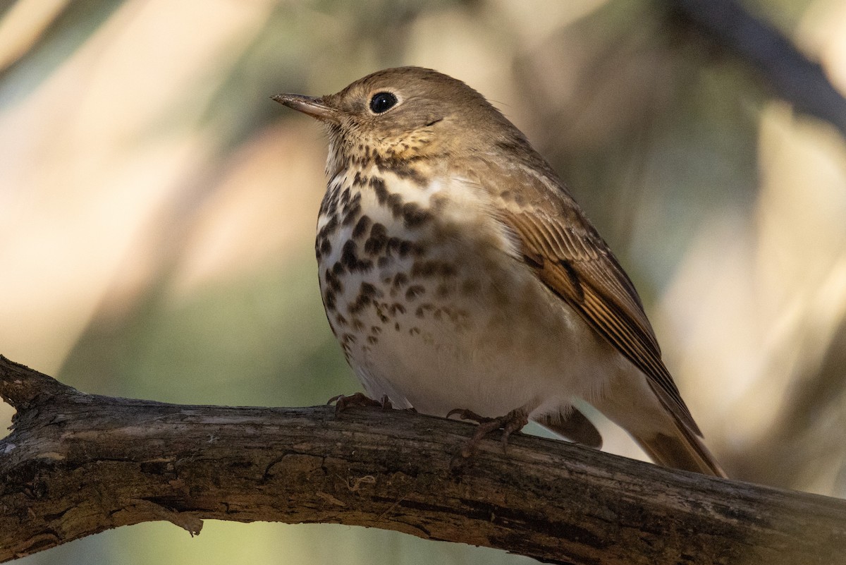 Hermit Thrush - ML615046460