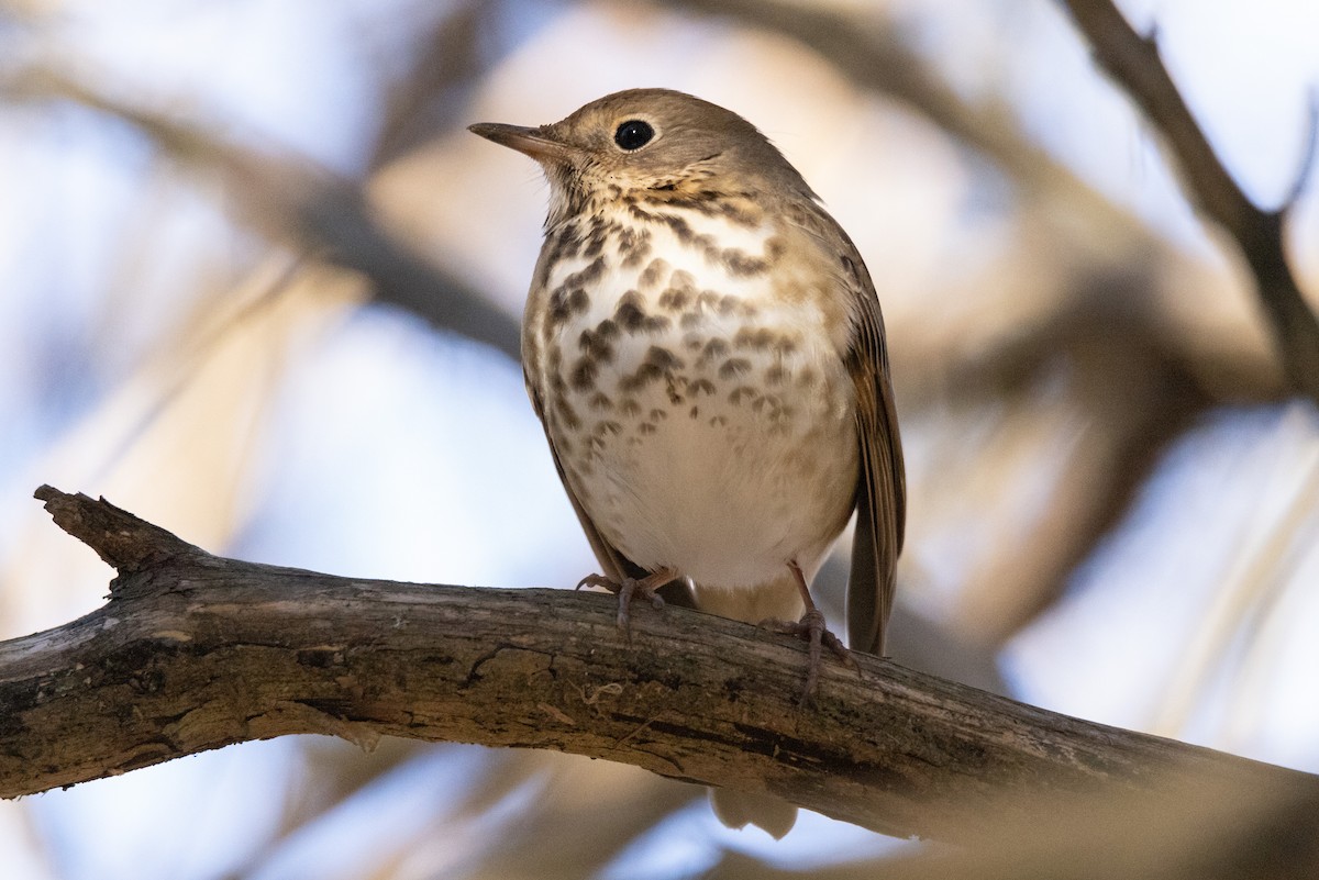 Hermit Thrush - ML615046462