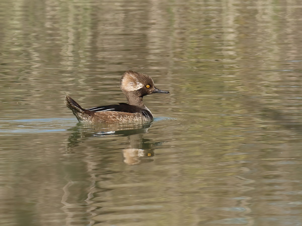 Hooded Merganser - ML615046466