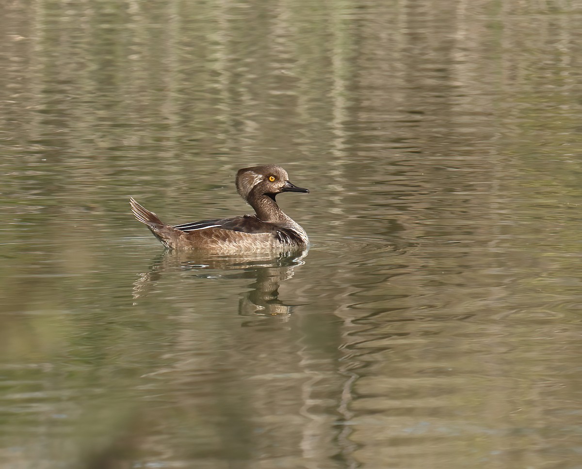 Hooded Merganser - ML615046467