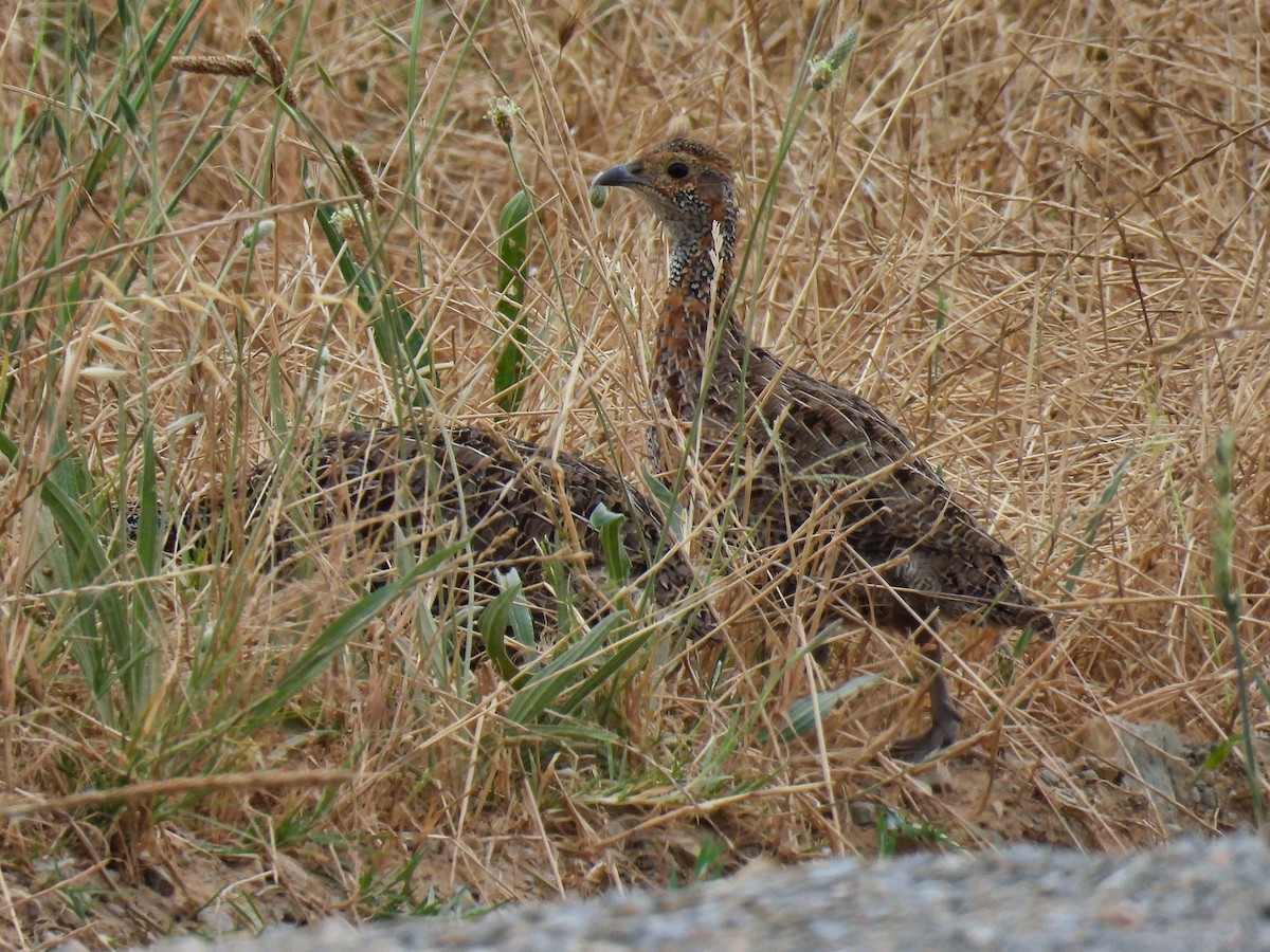 Gray-winged Francolin - ML615046477