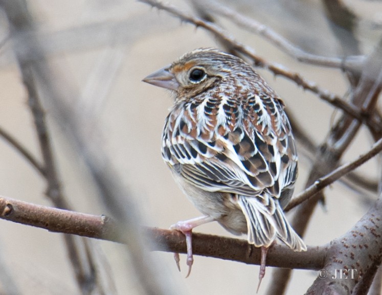 Grasshopper Sparrow - John E. Tjaarda