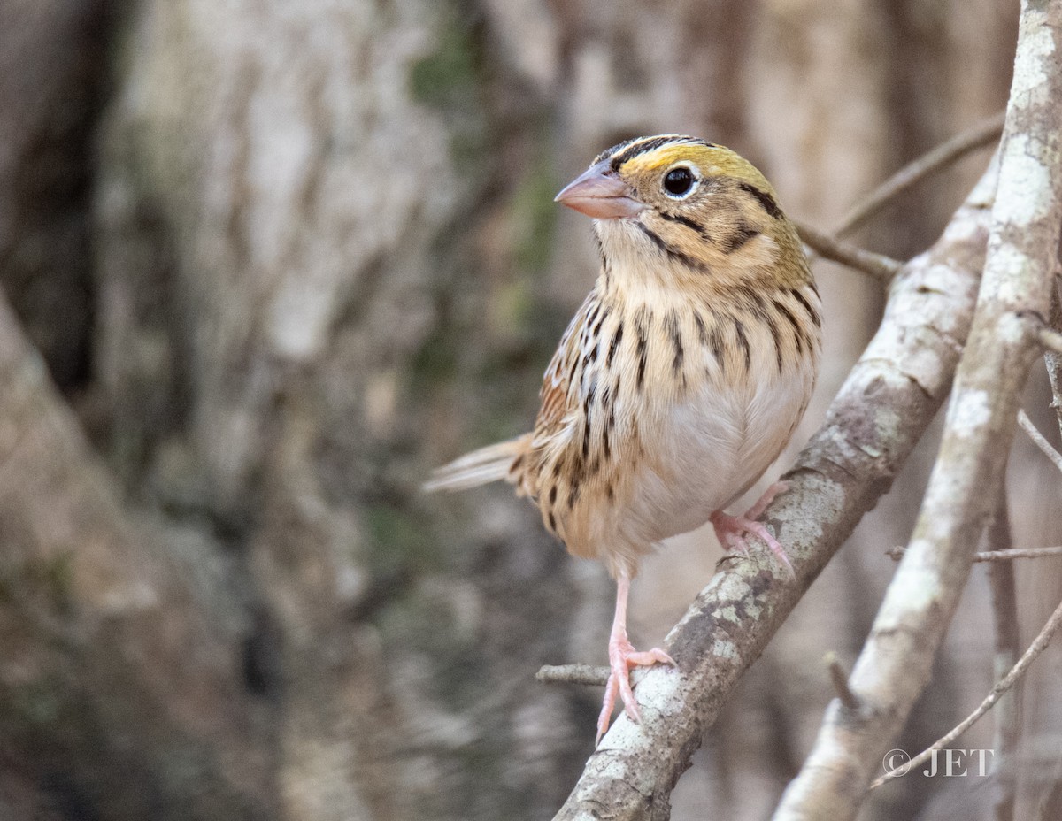 Henslow's Sparrow - ML615046498