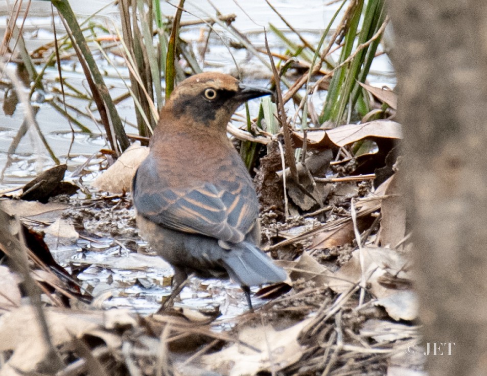 Rusty Blackbird - ML615046510