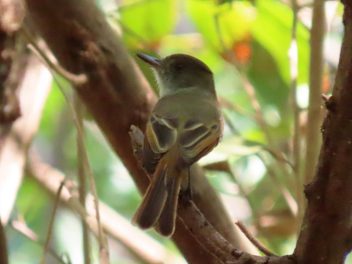 Dusky-capped Flycatcher - ML615046515