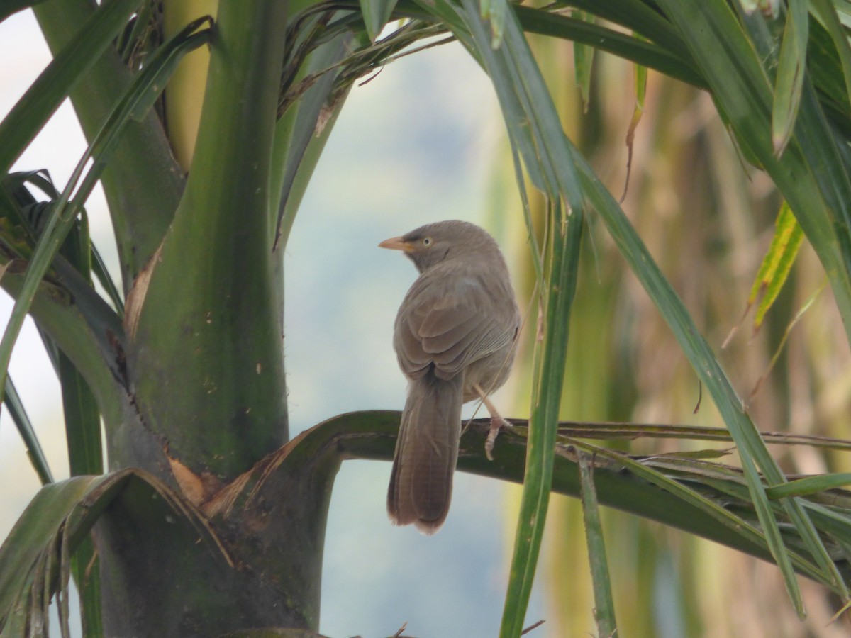 Jungle Babbler - ML615046572