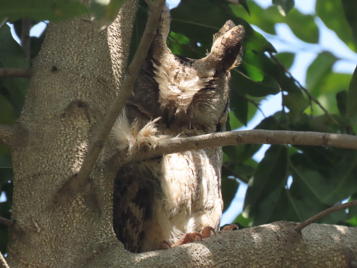 Indian Scops-Owl - Gerry Hawkins