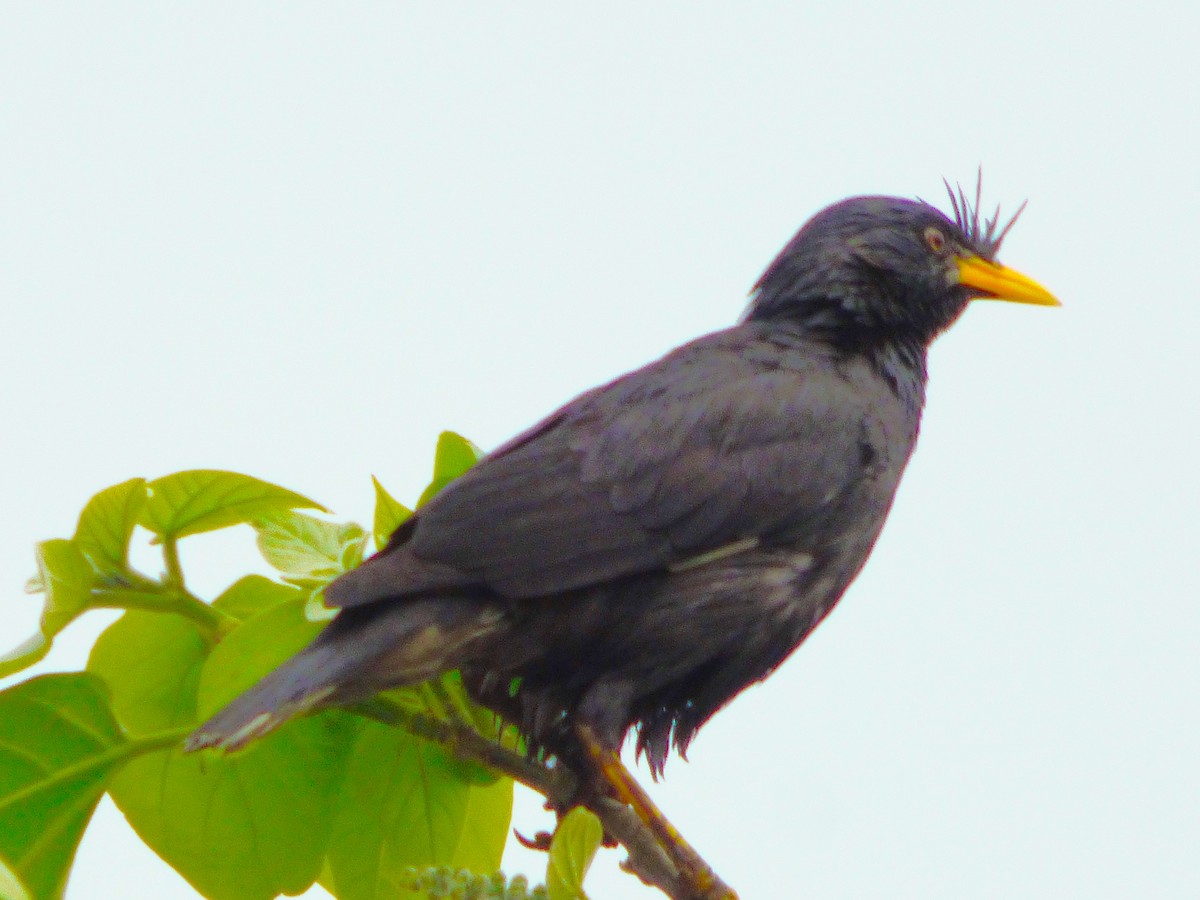 Great Myna - Rustom Jamadar