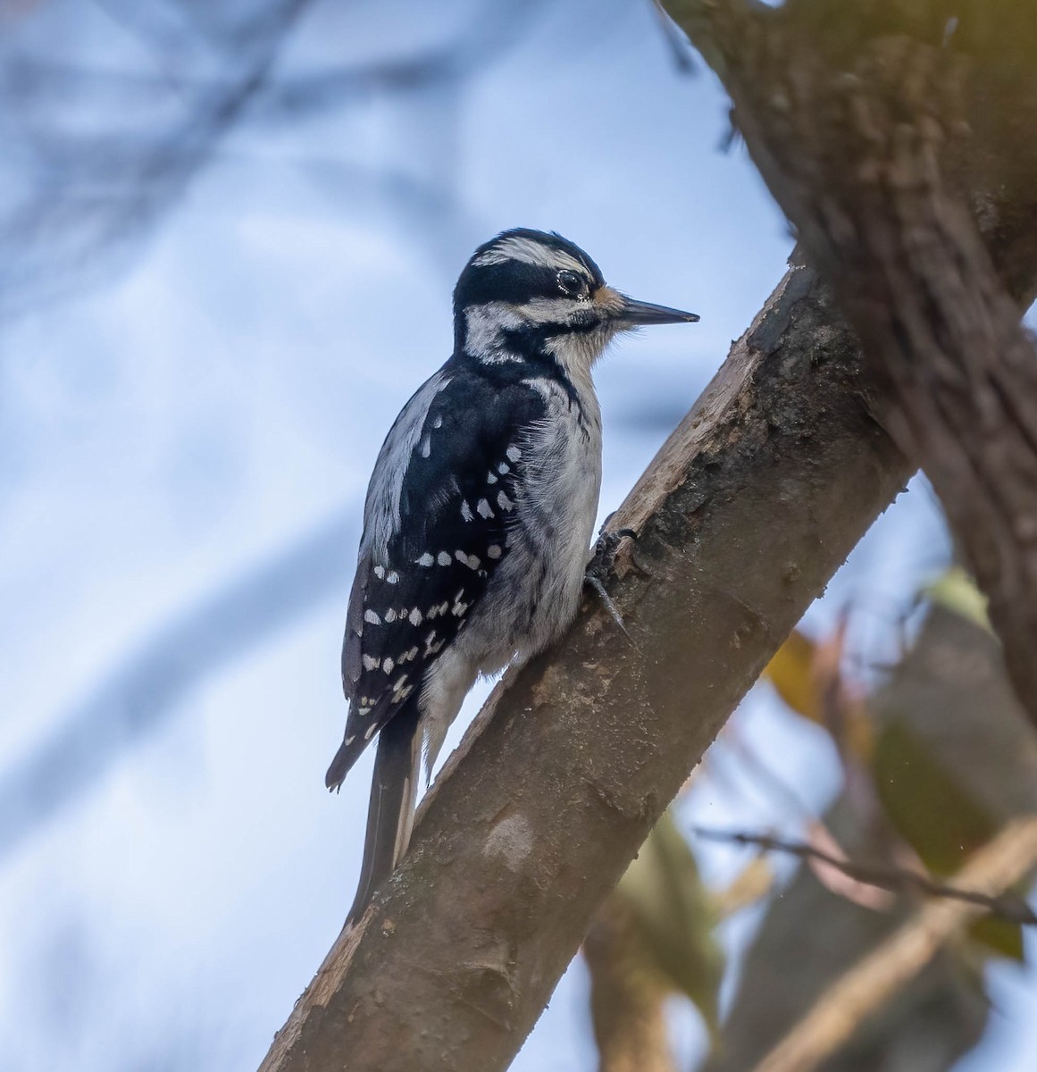 Hairy Woodpecker - ML615046636