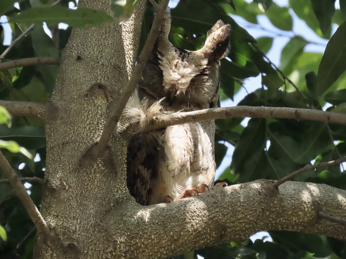 Indian Scops-Owl - Gerry Hawkins