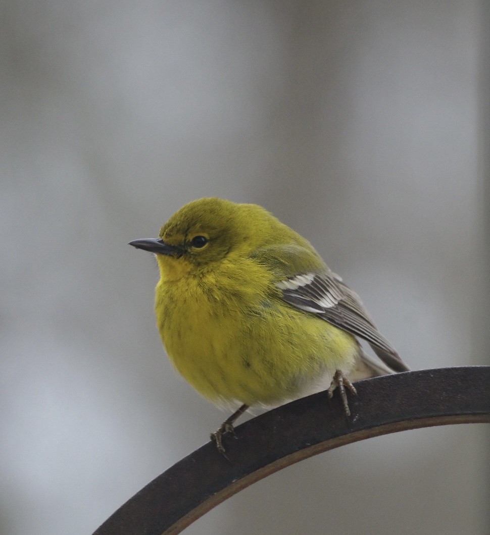 Pine Warbler - Cathy Tugmon