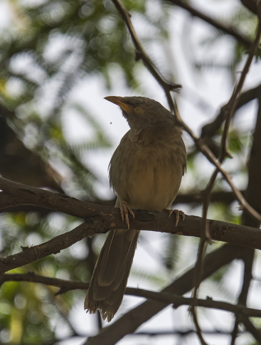 Jungle Babbler - ML615046654