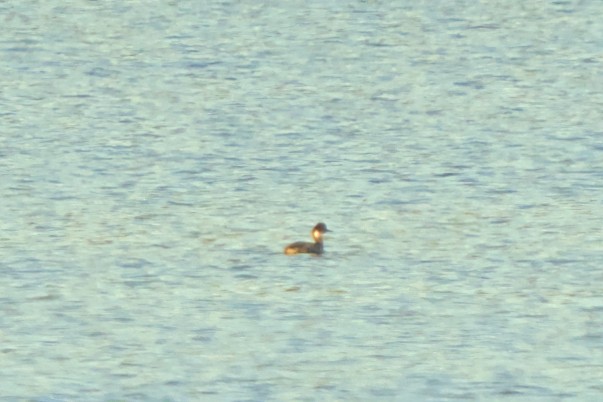 Eared Grebe - ML615046657