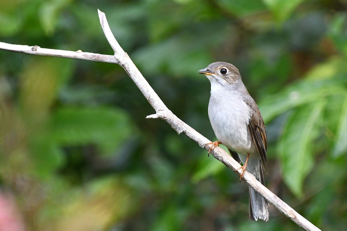 Cuban Solitaire - ML615046659