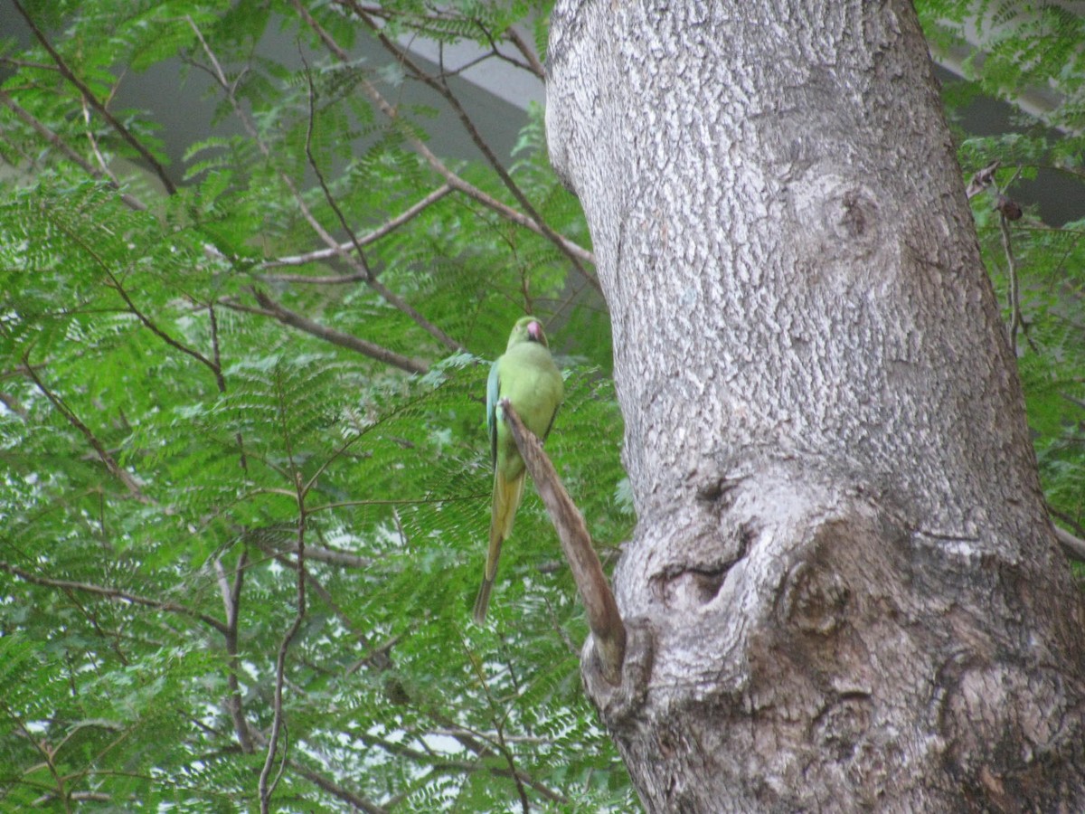 Rose-ringed Parakeet - ML615046672