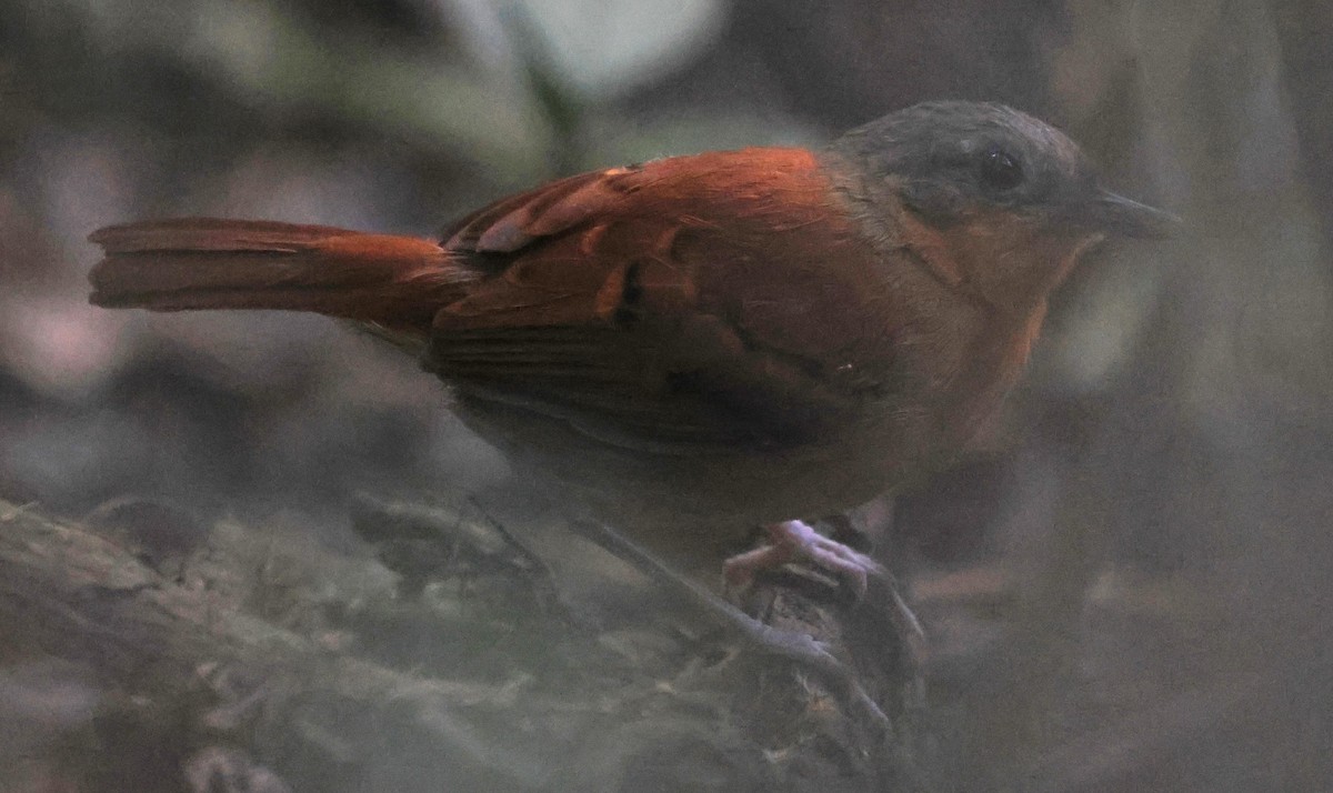 White-bellied Antbird - Guillermo O