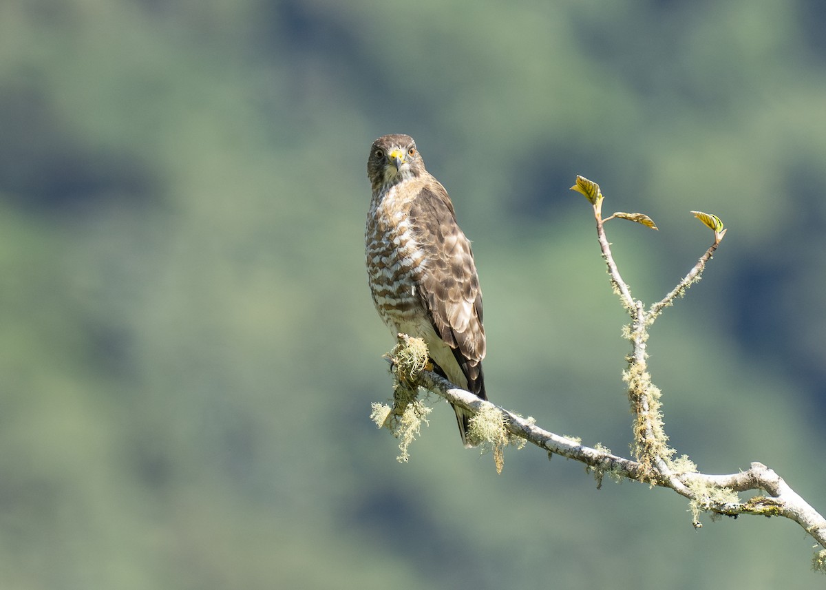 Broad-winged Hawk - ML615046707