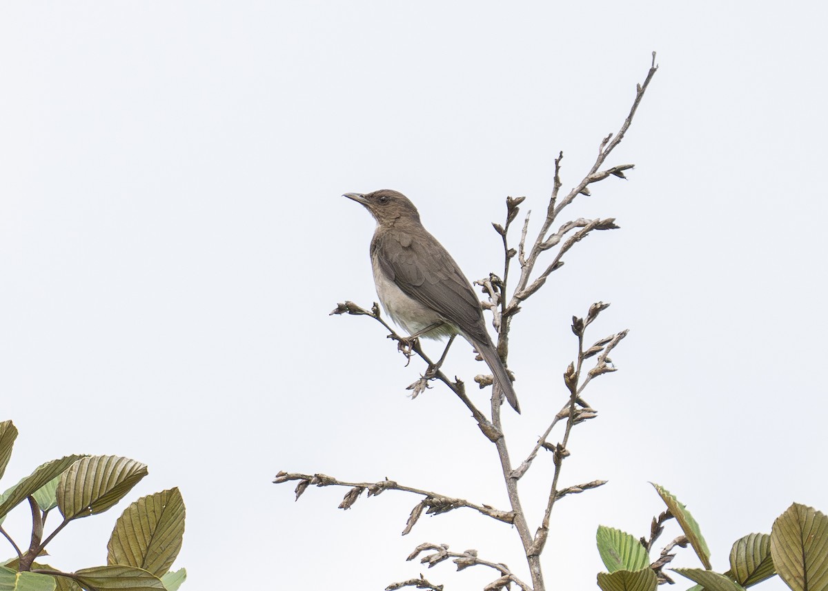 Black-billed Thrush - ML615046755