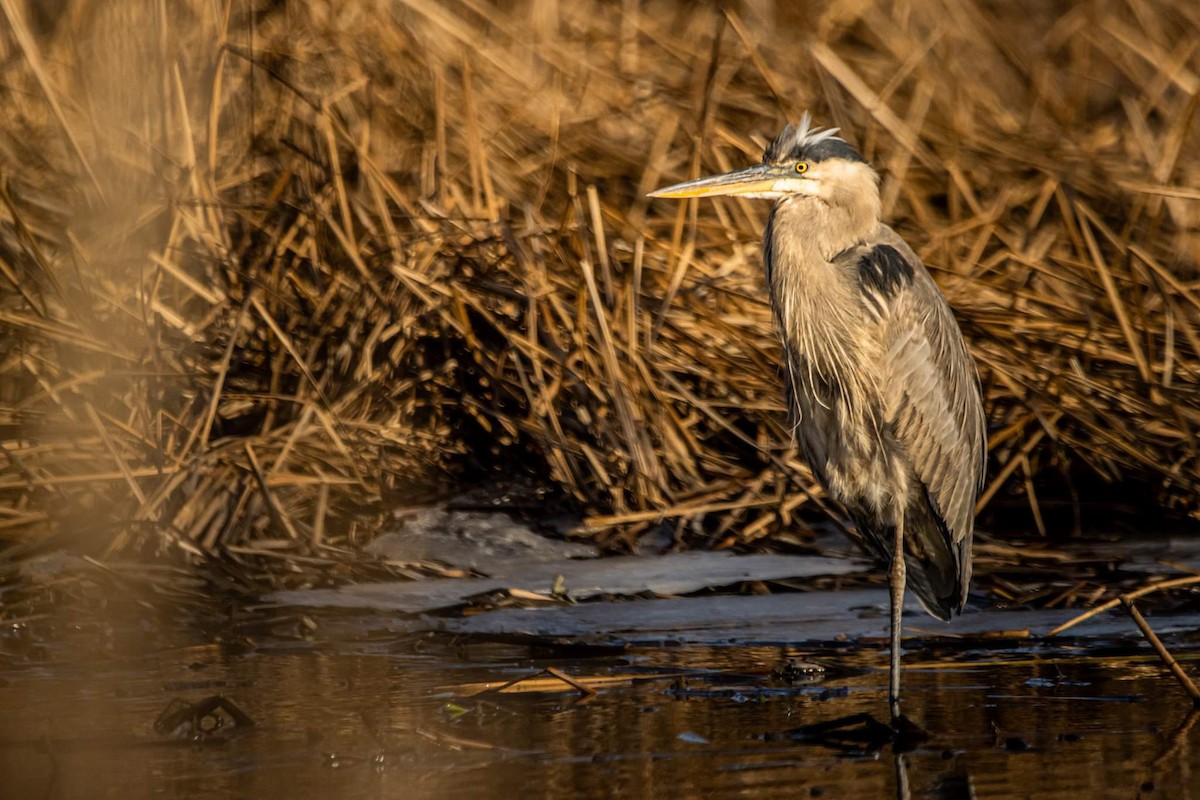 Great Blue Heron - ML615046780