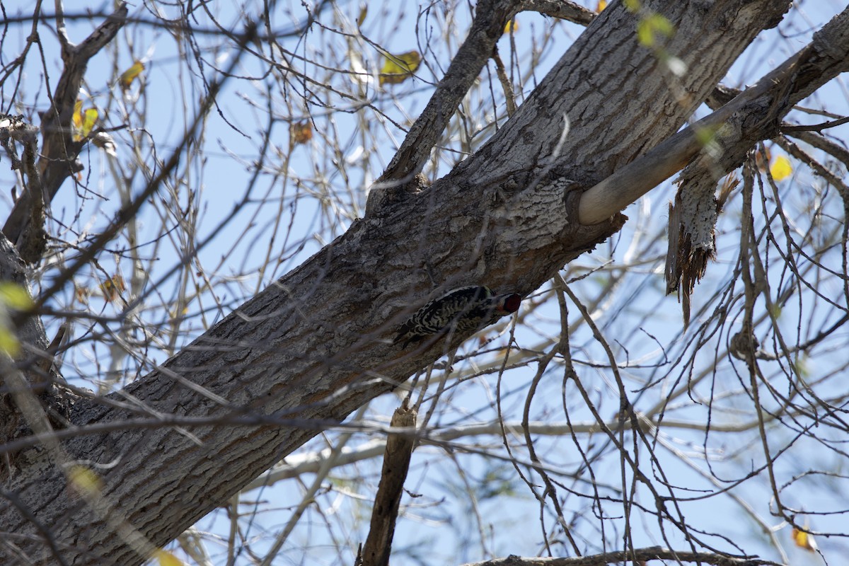 Yellow-bellied/Red-naped Sapsucker - ML615046814