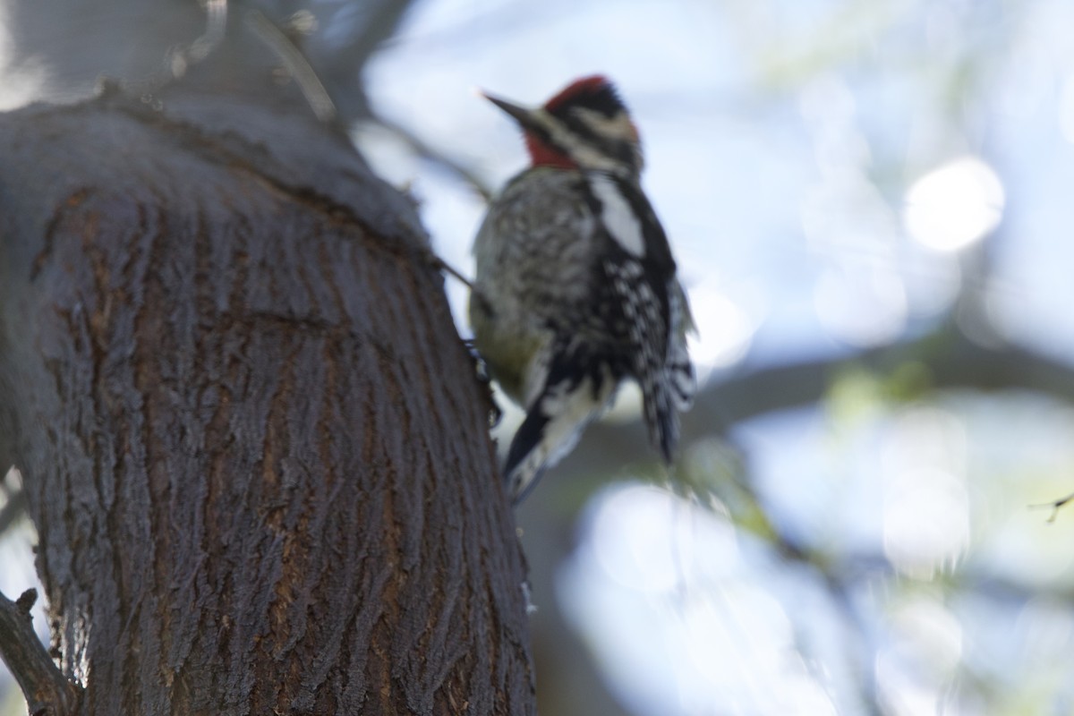 Yellow-bellied/Red-naped Sapsucker - ML615046817