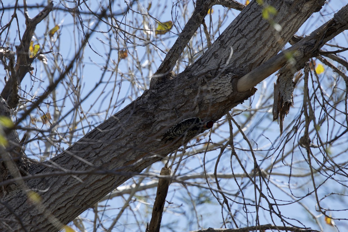 Yellow-bellied/Red-naped Sapsucker - ML615046820