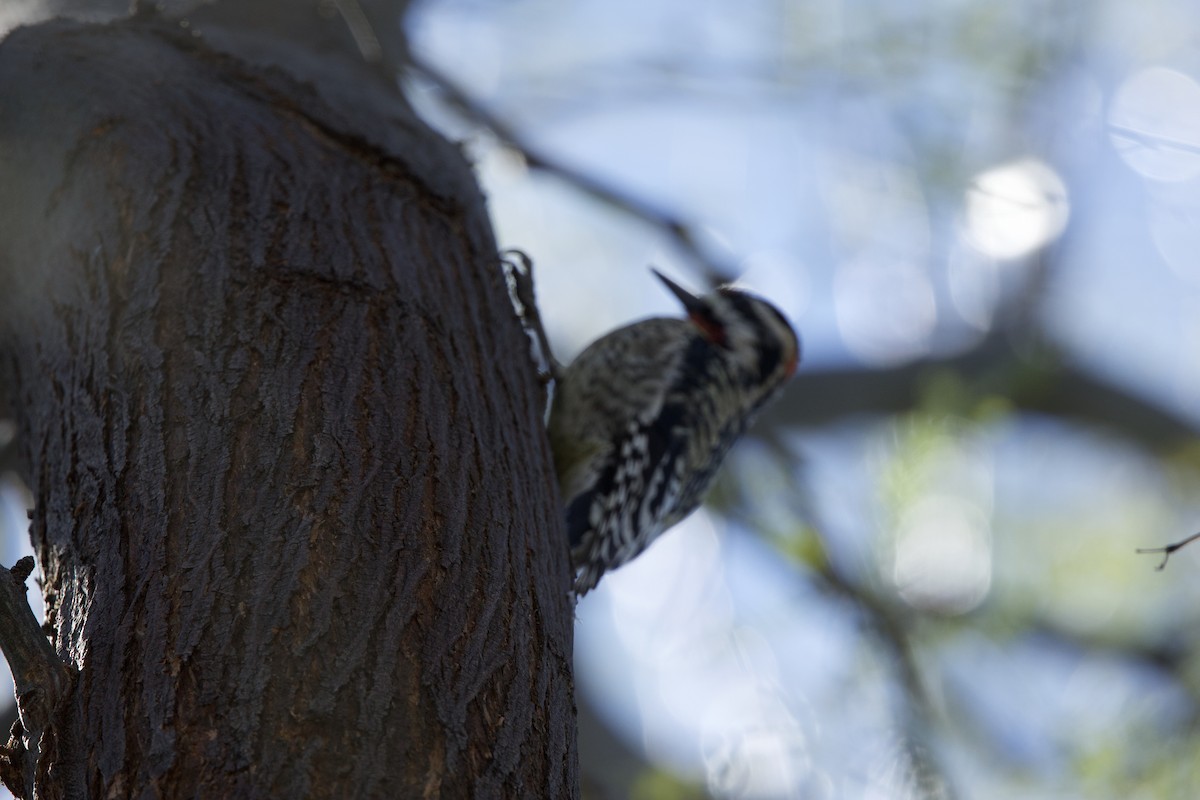 Yellow-bellied/Red-naped Sapsucker - ML615046822