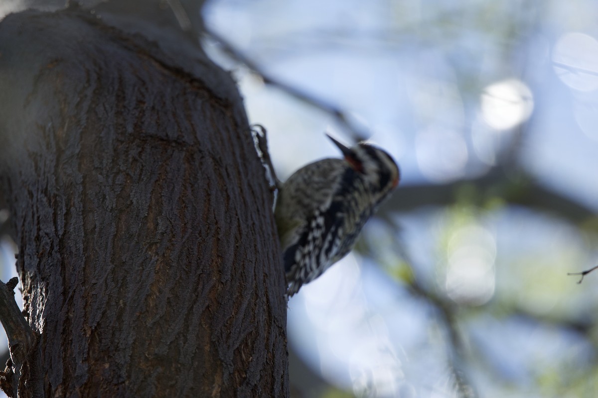 Yellow-bellied/Red-naped Sapsucker - ML615046823