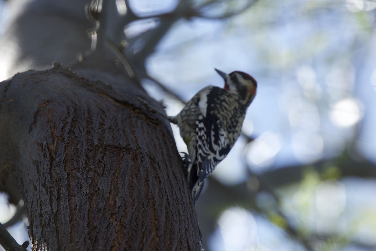 Yellow-bellied/Red-naped Sapsucker - ML615046824