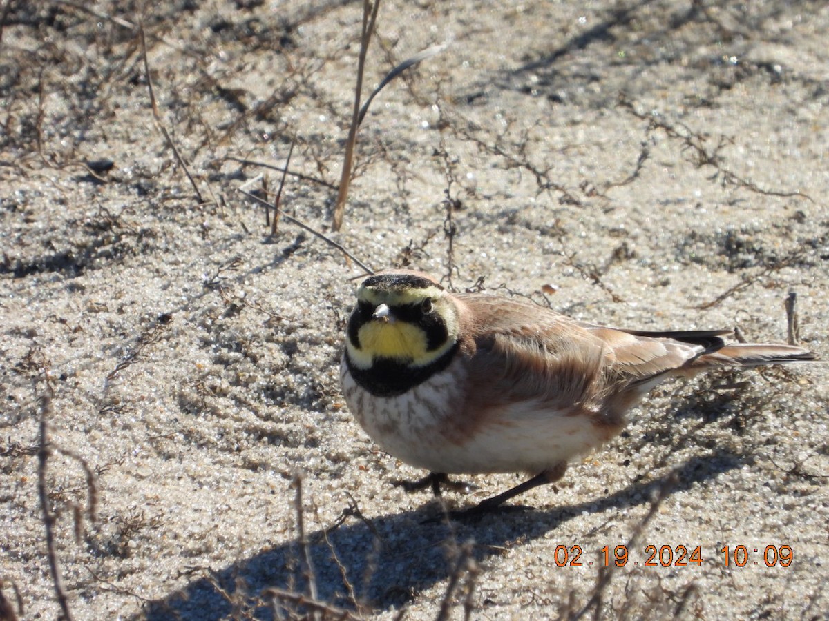 Horned Lark - Richard DeMartino