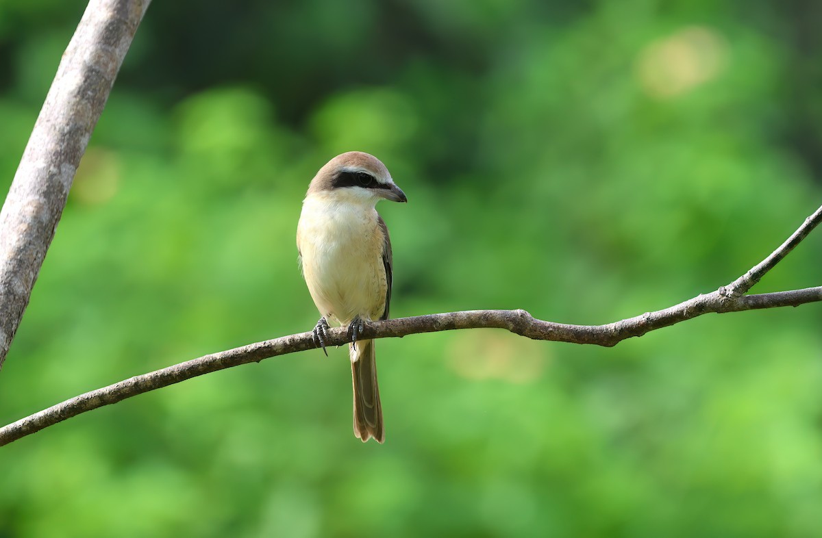 Brown Shrike - ML615046915