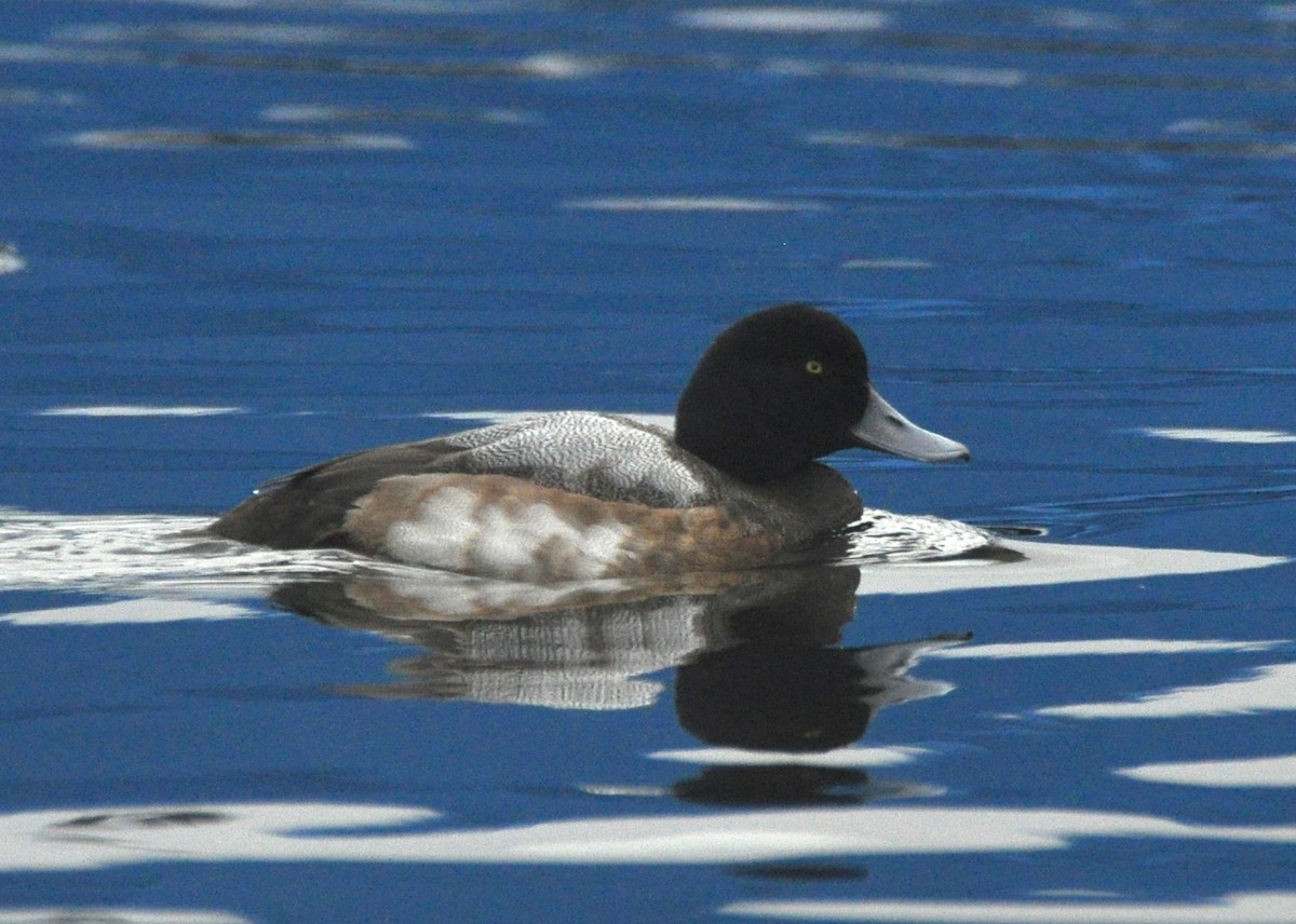 Greater Scaup - ML615046934