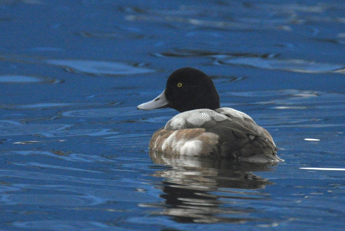 Greater Scaup - ML615046935