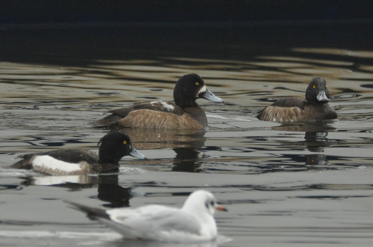 Greater Scaup - ML615046938