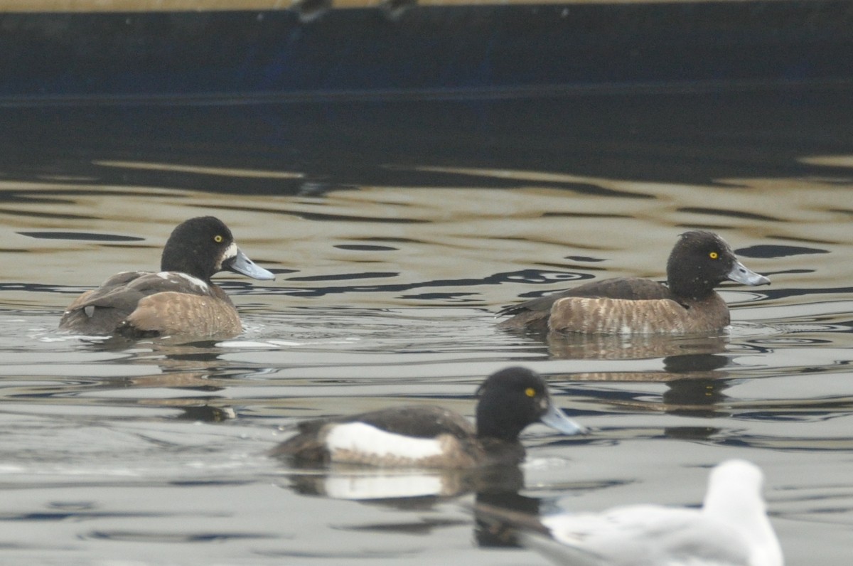 Greater Scaup - ML615046942
