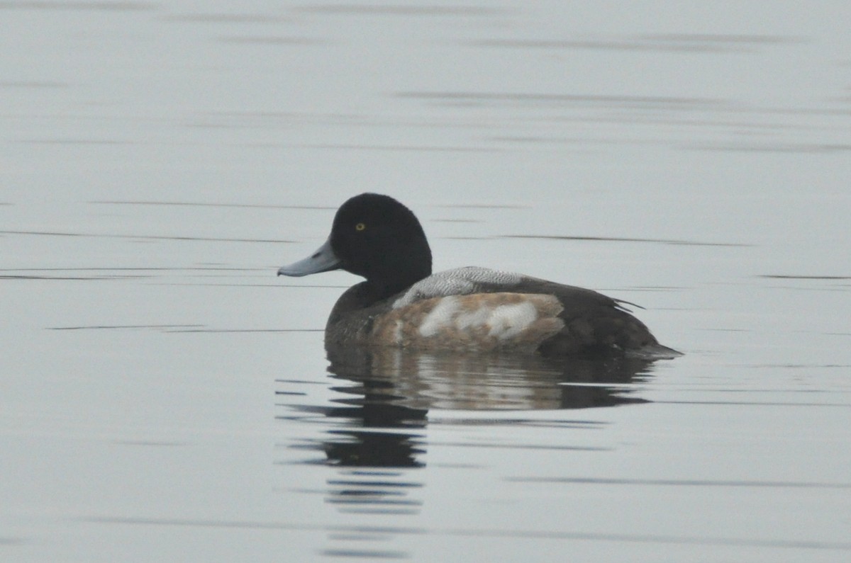 Greater Scaup - ML615046953