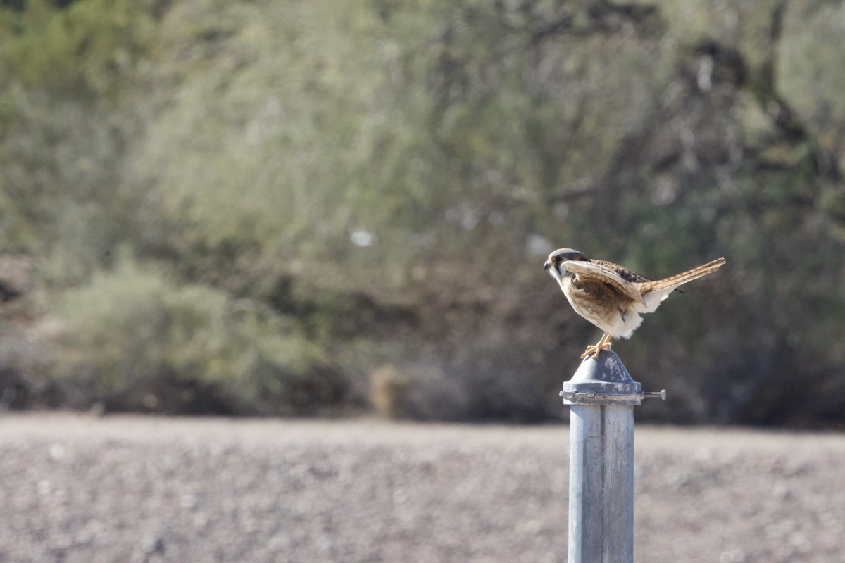 American Kestrel - ML615046960