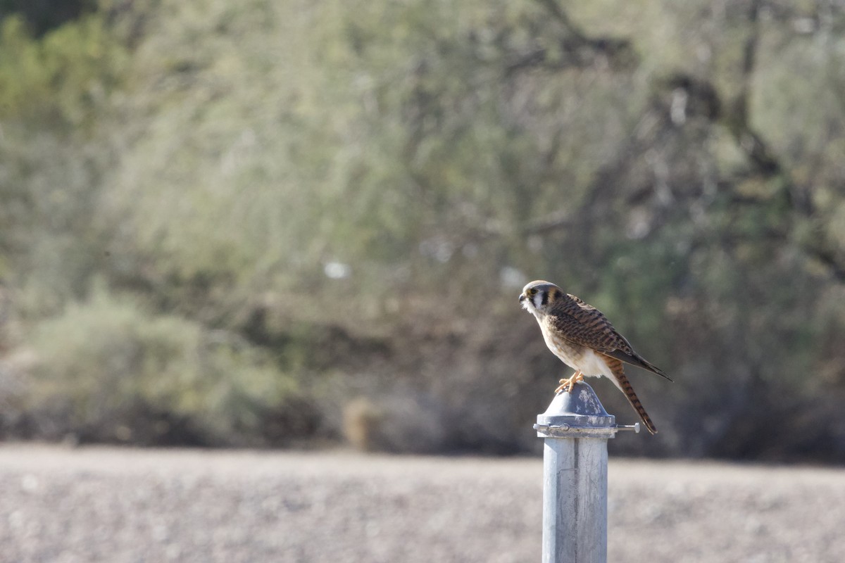 American Kestrel - Deanna McLaughlin