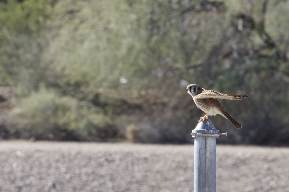 American Kestrel - ML615046963