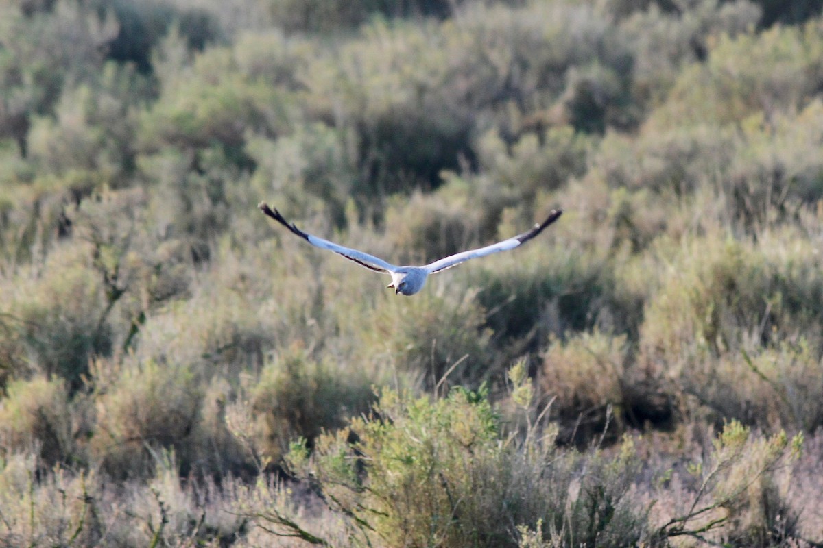 Aguilucho Pálido - ML615046982