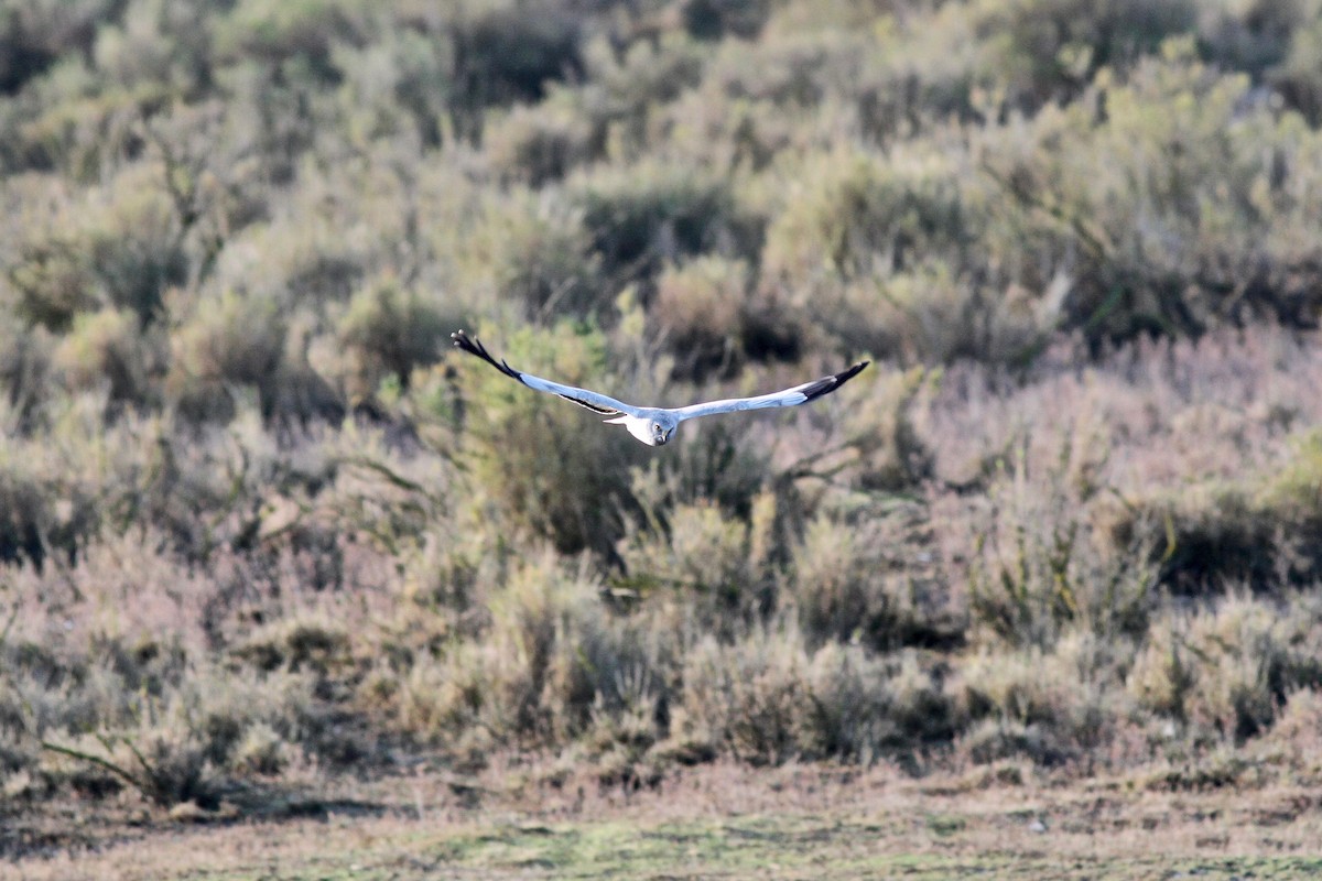 Hen Harrier - Martin Hosier