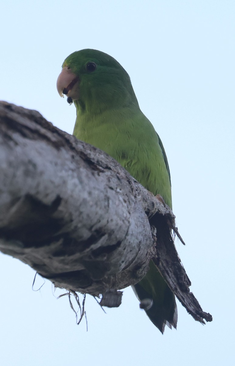 アオメルリハシインコ - ML615046997