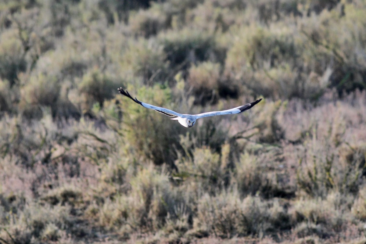 Hen Harrier - ML615046998