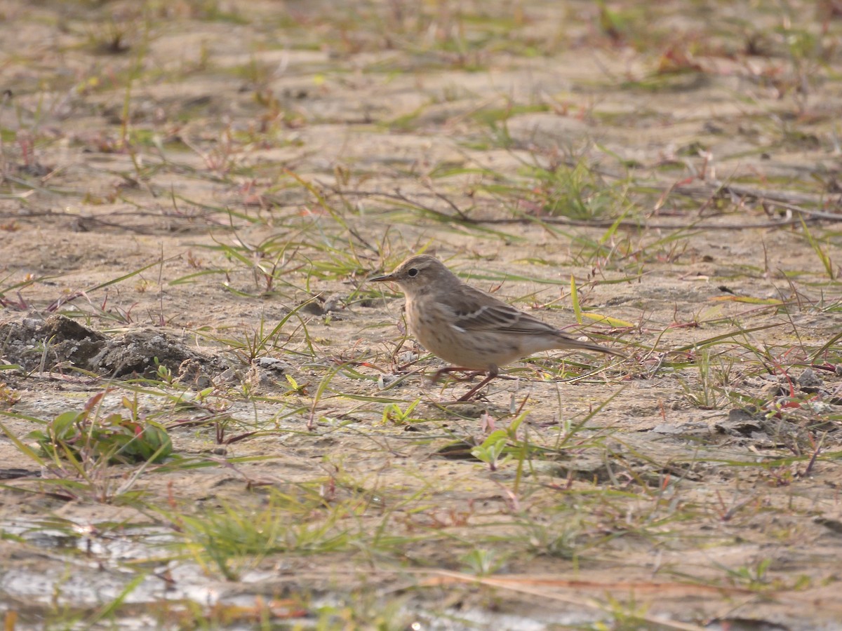 Water Pipit - ML615047020