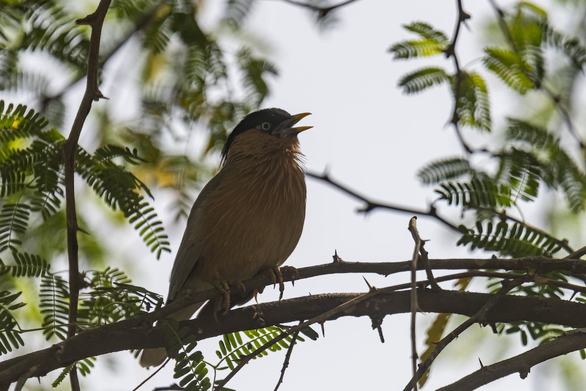 Brahminy Starling - Ayaz Mansuri