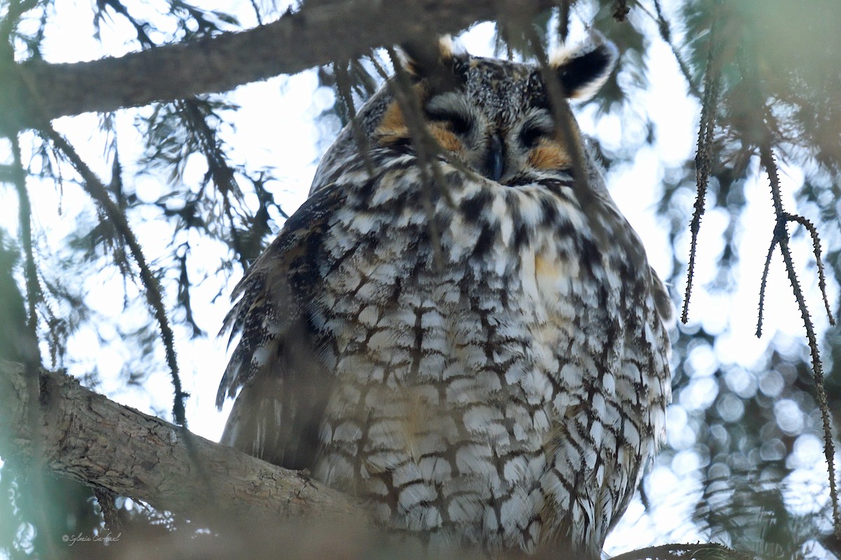 Long-eared Owl - ML615047074