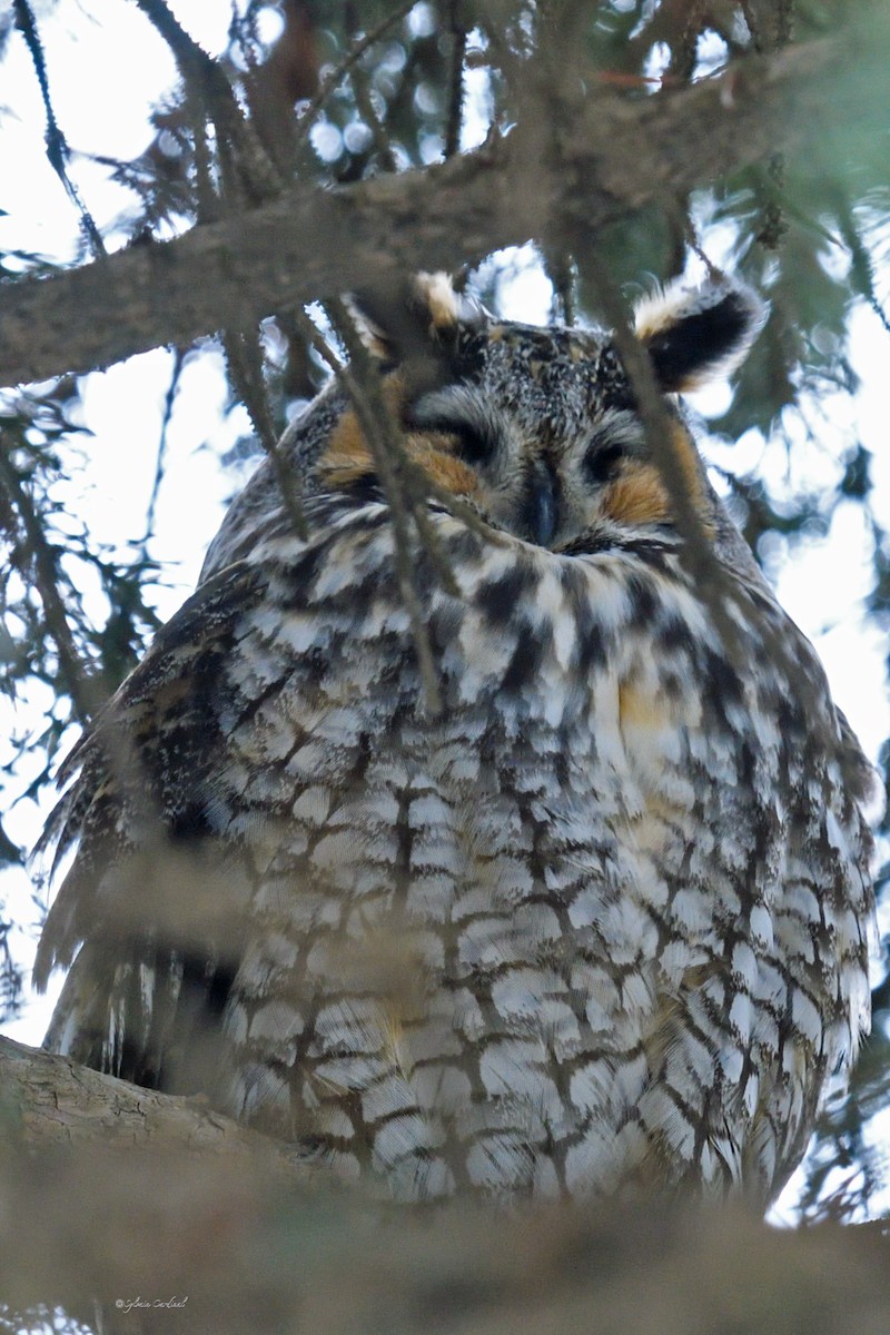 Long-eared Owl - ML615047075